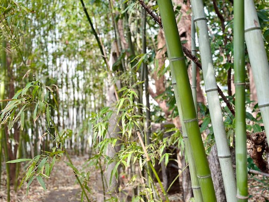 境内の旗竹(篠竹)